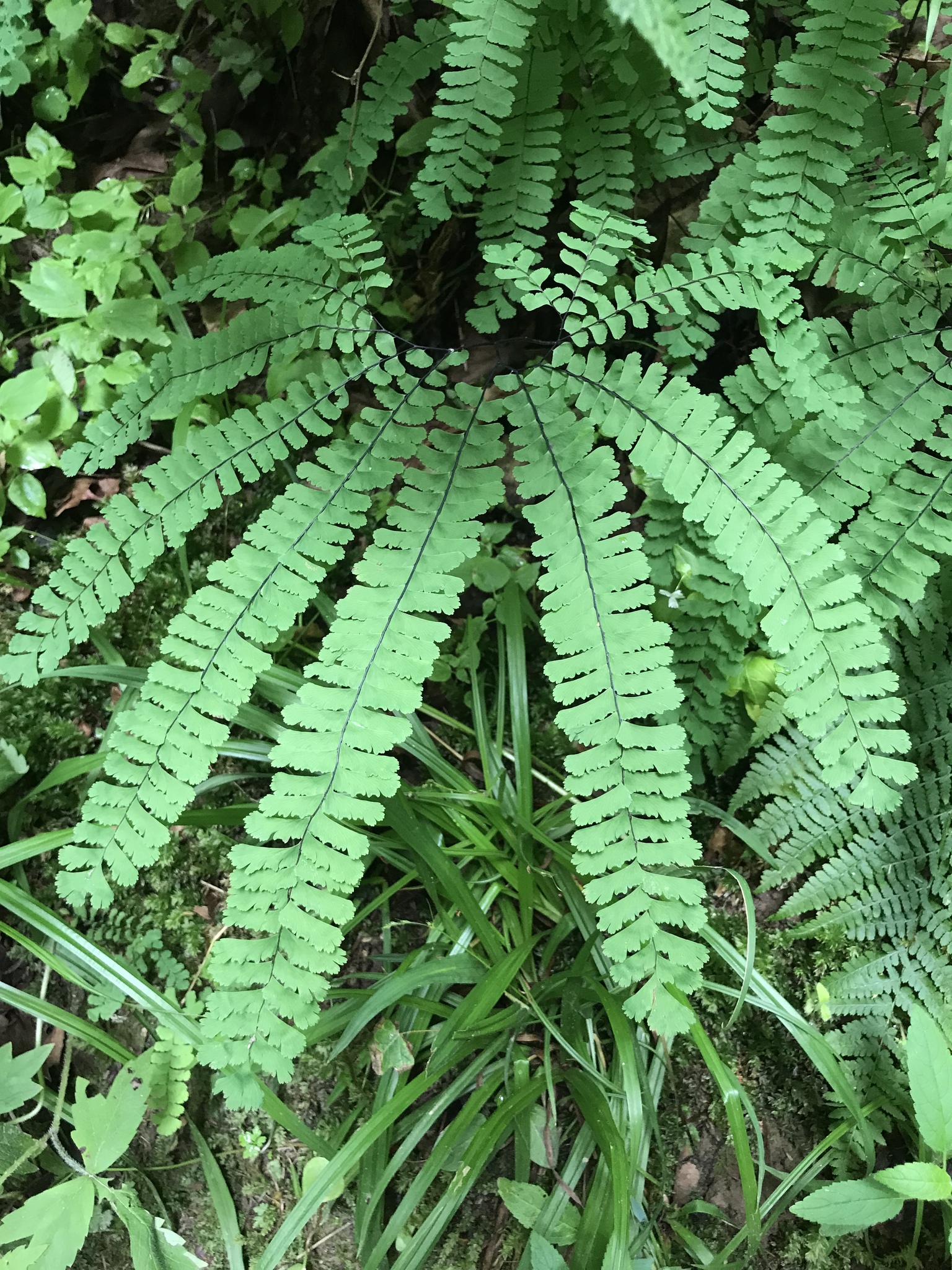 Adiantum aleuticum