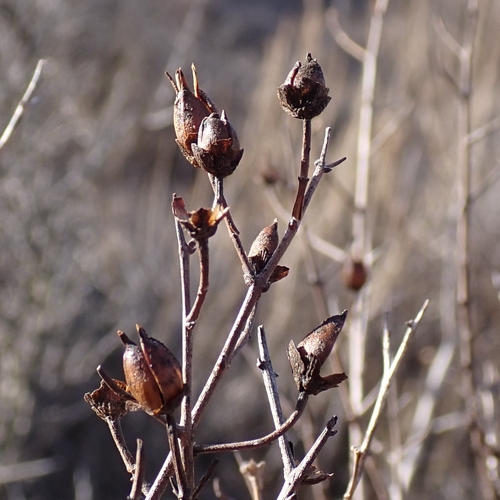 Yellow Bush Penstemon winter