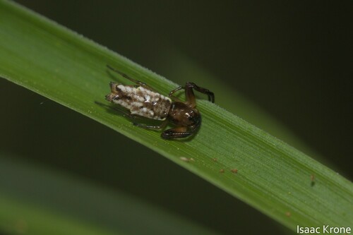 orb weavers