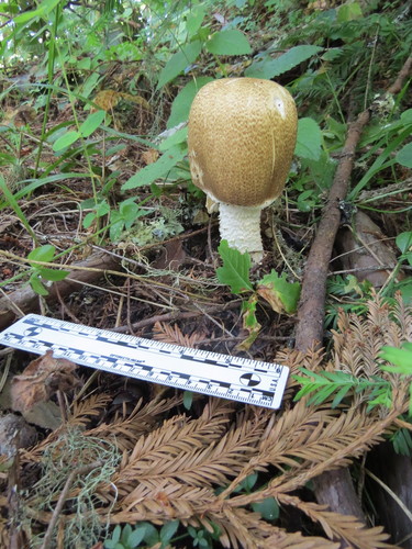 Agaricus augustus — (c) Garth Harwood, some rights reserved (CC BY)