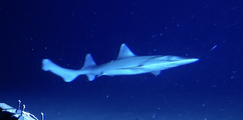 Slender smooth hound (Gollum attenuatus) — Pseudotriakidae — 2