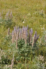 Lupinus leucophyllus