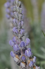 Lupinus leucophyllus