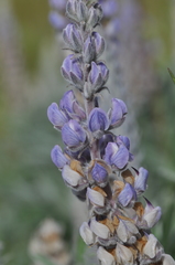 Lupinus leucophyllus