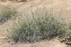Monardella linoides