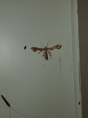 Geina periscelidactylus