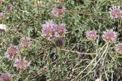 Monardella linoides