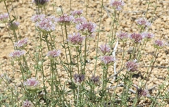 Monardella linoides