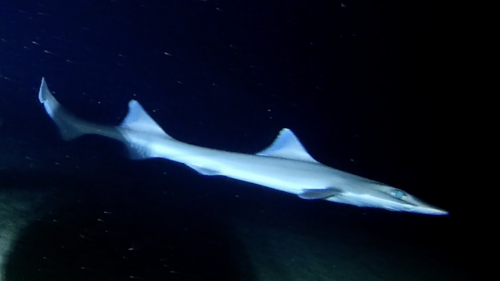 Slender smooth hound (Gollum attenuatus) — Pseudotriakidae