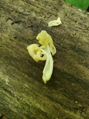 Helvella lactea