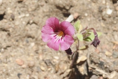 Diplacus constrictus