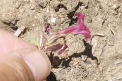 Diplacus constrictus