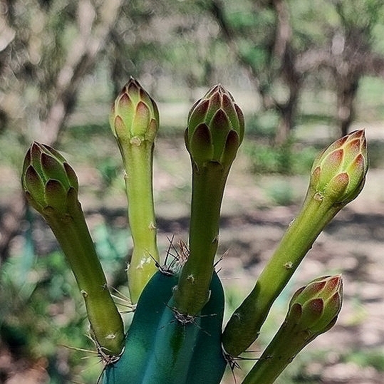 Cereus phatnospermus (Cereus phatnospermus)