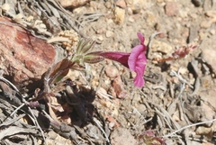 Diplacus constrictus