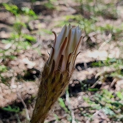 Acanthocalycium rhodotrichum, photograph 4