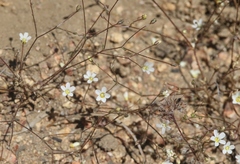 Linanthus inyoensis