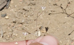 Linanthus inyoensis