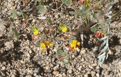 Acmispon decumbens