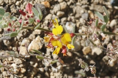 Acmispon decumbens