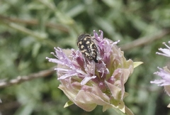 Acmaeodera lupinae