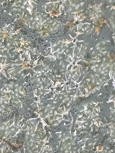 Quercus berberidifolia × dumosa