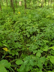 Agrimonia rostellata