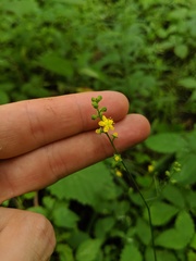 Agrimonia rostellata