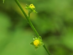 Agrimonia rostellata