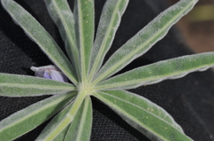 Lupinus leucophyllus
