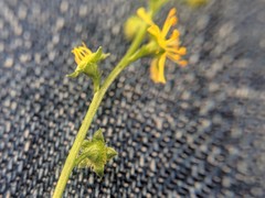 Agrimonia rostellata