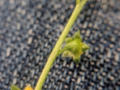 Agrimonia rostellata