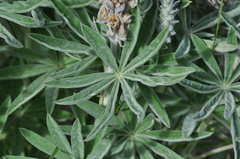 Lupinus leucophyllus