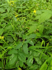 Agrimonia rostellata