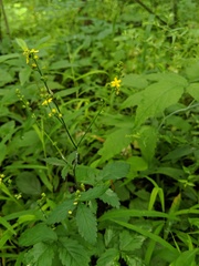 Agrimonia rostellata