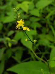 Agrimonia rostellata