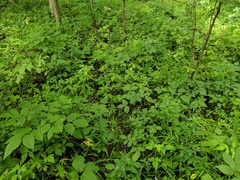 Agrimonia rostellata