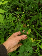 Agrimonia rostellata
