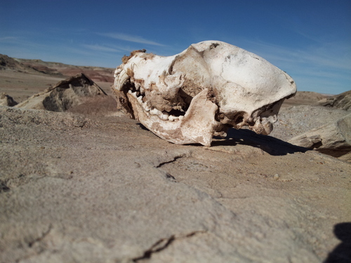 Domestic Dog photographed in Utah