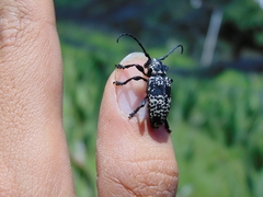 Acanthoderes funeraria