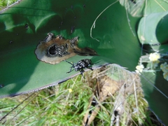 Acanthoderes funeraria