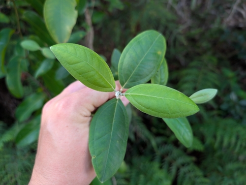 Rhodomyrtus tomentosa observed 2024-12-14