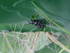 Acanthoderes funeraria