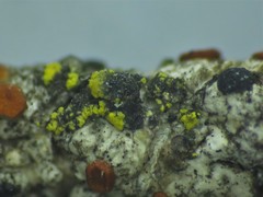 Intralichen lichenicola