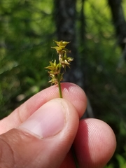 Carex wiegandii