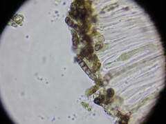 Intralichen lichenicola