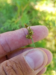 Carex wiegandii