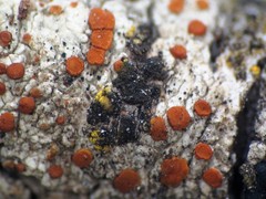 Intralichen lichenicola