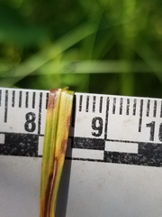 Carex wiegandii