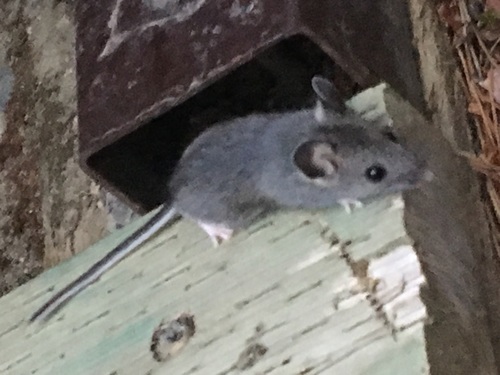 Yukon Deer Mouse