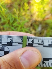 Carex wiegandii